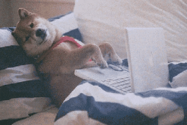 Hund benutzt Laptop im Bett